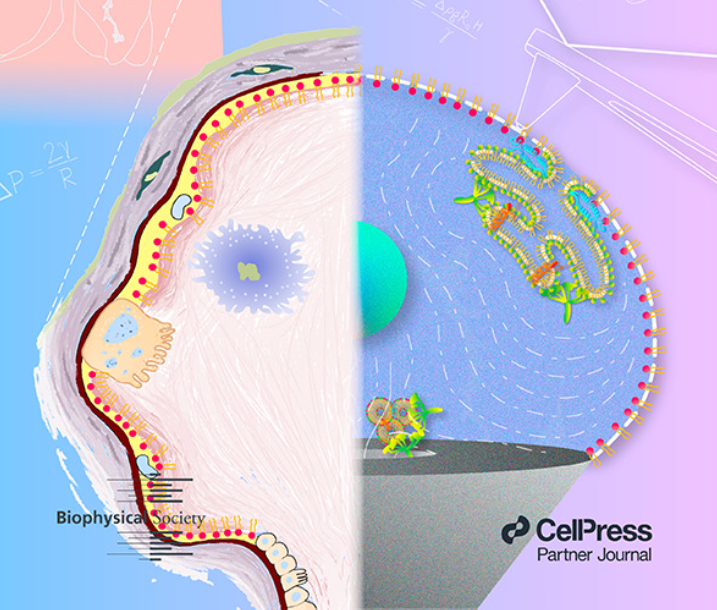 Journal Cover - Atomic Force Microscopy Imaging of Adsorbed Pulmonary Surfactant Films